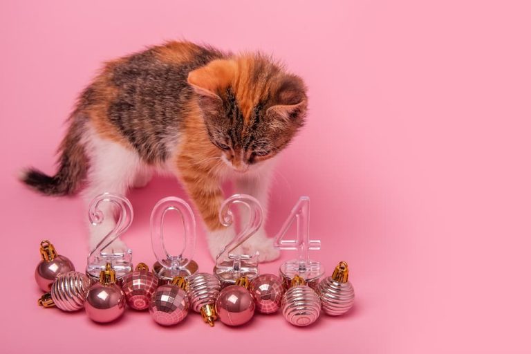 New Year’s Resolutions For Cat Lovers