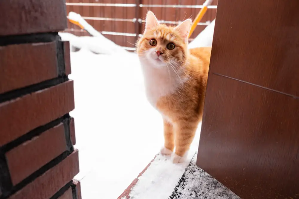 cold weather health concerns for cats