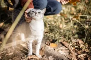 A Complete Guide to the Rare Art of Cat Camping