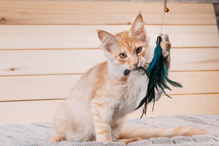 Why Your Cat Needs Interactive Toys