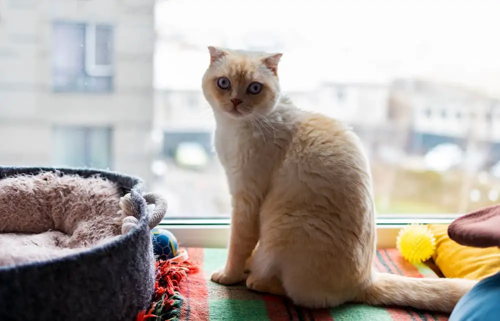 a cat-friendly home provides a clean environment, bedding, toys, and enrichment for your cat