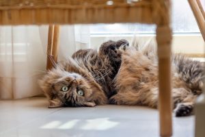 Creating a Cat-Friendly Home: Improving Air Quality and Feline Comfort