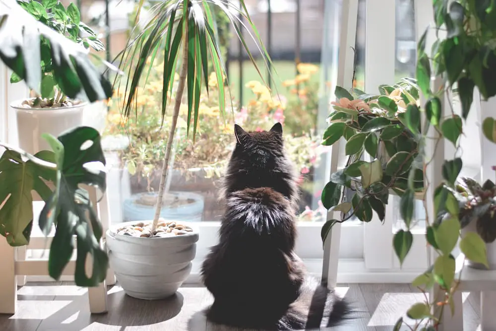 you can support a cat-friendly home's air quality with detoxifying plants