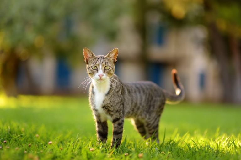 The Great Debate: Indoor vs. Outdoor Cats