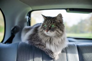 traveling with a cat