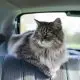 traveling with a cat