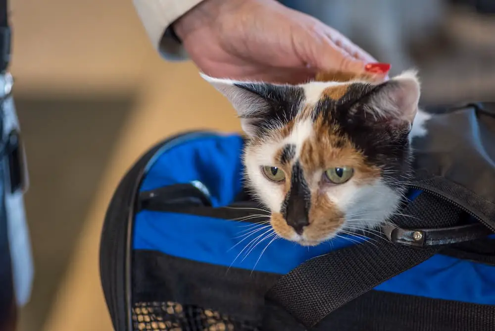 safety while traveling with a cat
