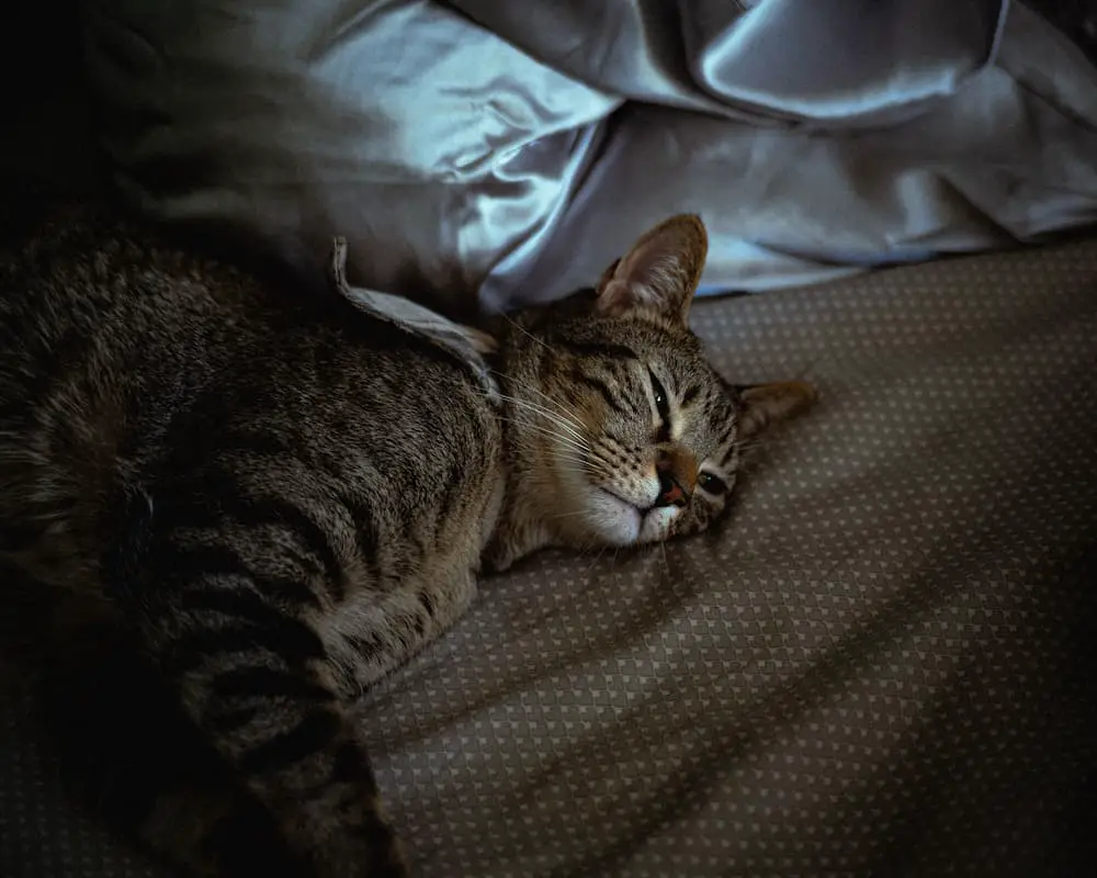 cat sleeping at night