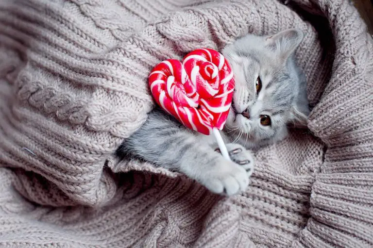 14 Purrfect Cat Puns for Your Valentine’s Day Card