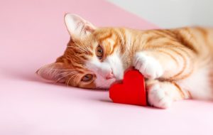 10 Reasons Why Cats Are the Best Valentine’s Date