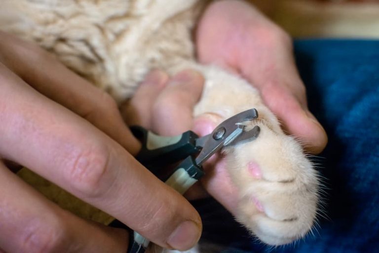 Training Your Cat to Accept Nail Trimming