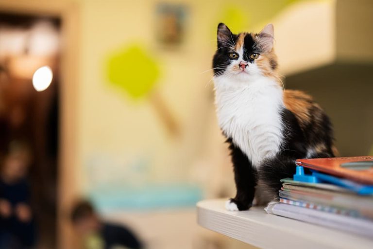 Purr-fect Home Safety: Cat-Friendly Modifications for a Safe Haven