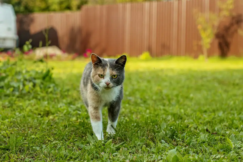 creating a safe home for your cat includes safety outdoors