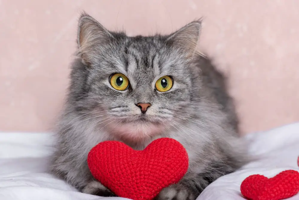 Valentine's Day cat