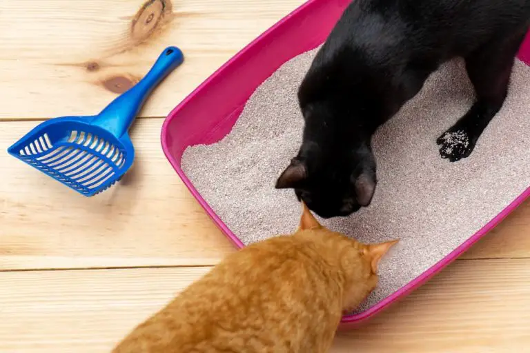 Why Does the Cat Litter Box Smell Like Ammonia?