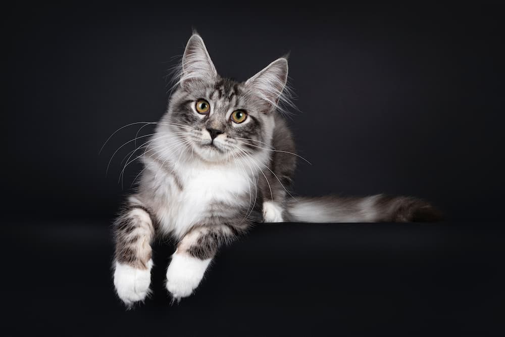 American Maine Coon Cat