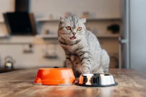 Understanding Food Allergies and Sensitivities in Cats