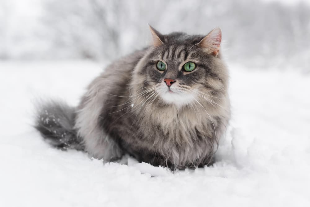 giant cat breeds siberian