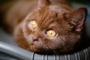 Shades of Chocolate: Exploring the World of Brown Cats