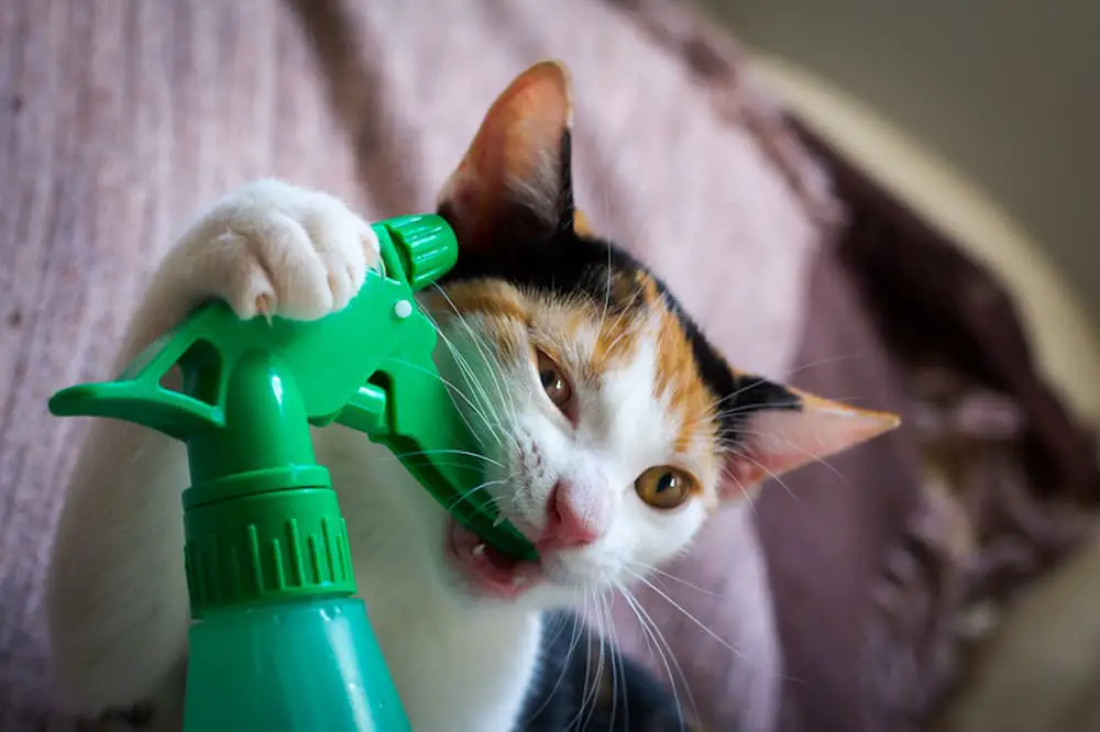 spray bottle cat