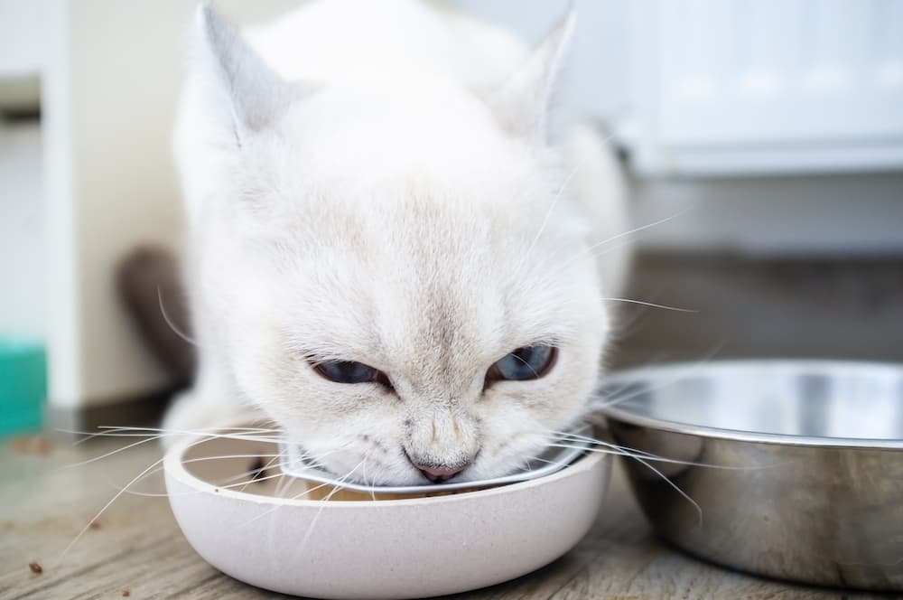 food allergies and sensitivities in cats