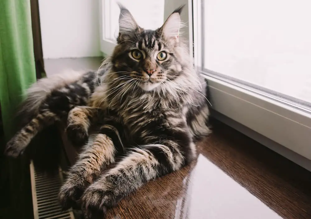 giant cat breed maine coon