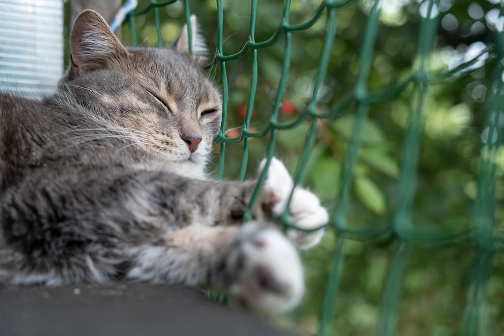 cat-friendly outdoors spaces like a catio provide a safe space for cats to explore outside