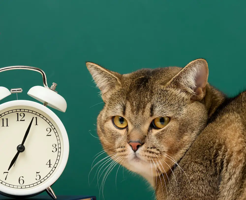 Daylight Savings Time Affects Cats