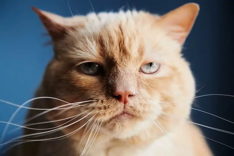 Debunking Common Stereotypes About Cats