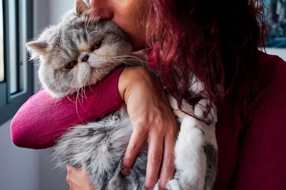 Benefits of Cat Ownership for Mental Health