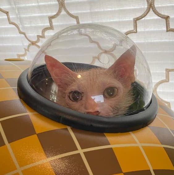 Travel cat bubble backpack