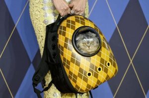 From Big Screen to Your Back: The Argylle x Travel Cat Backpack Collab