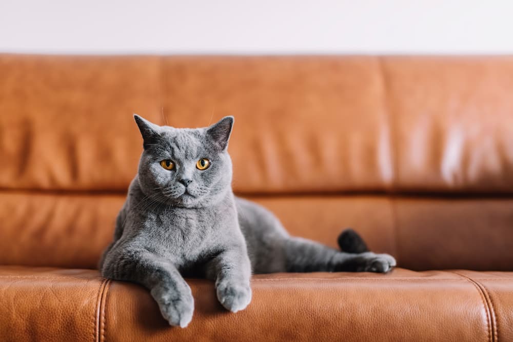 cat-friendly fabric leather