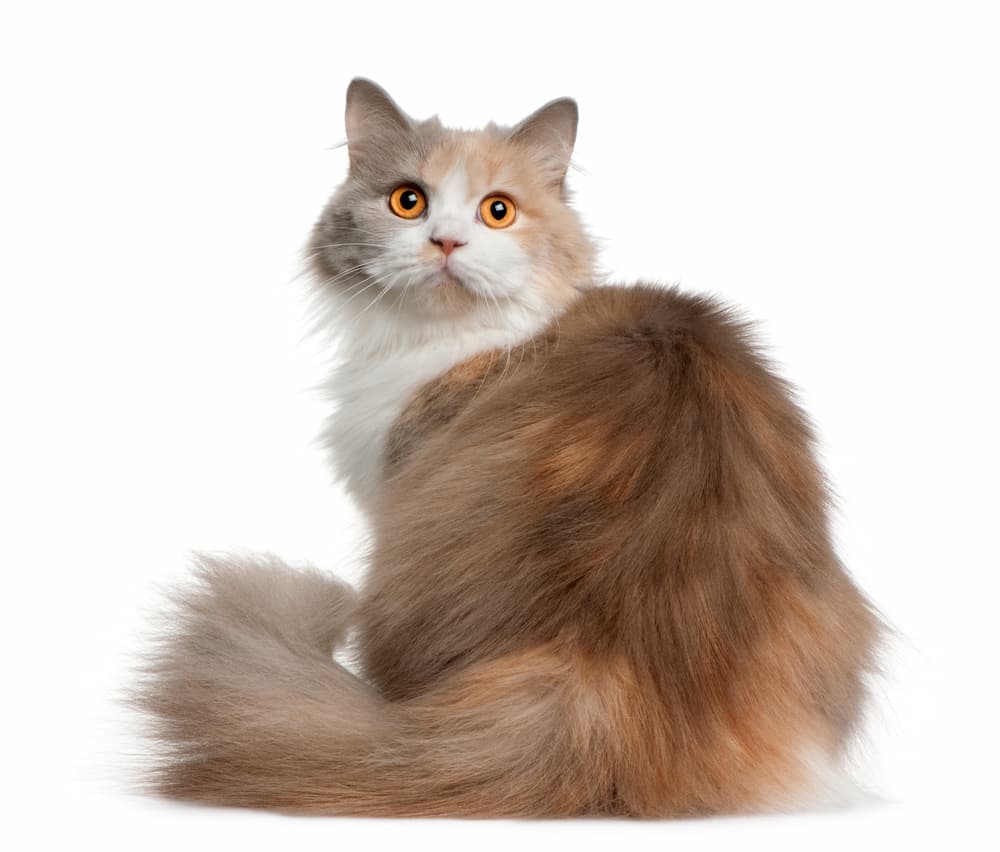fluffy cat breeds - british longhair