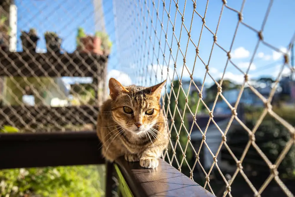 How to Keep a Cat Away From Your House - catio