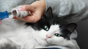 cat nail trimming with Dremel