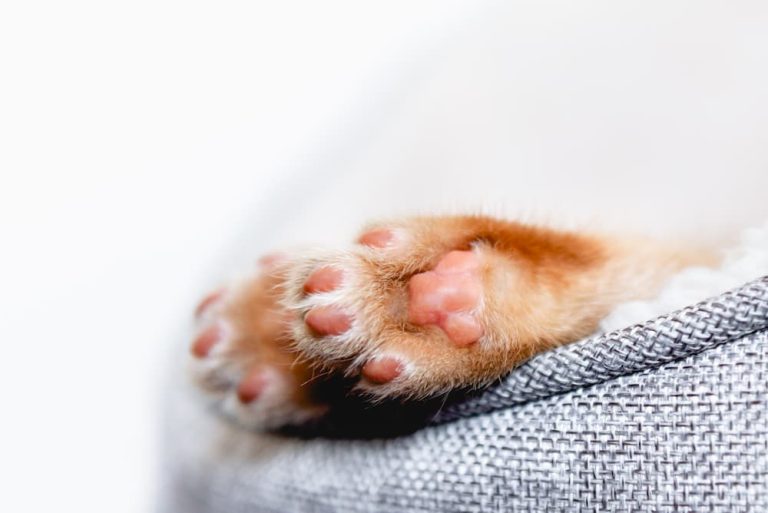 The Best Cat-Friendly Fabric for Your Furniture