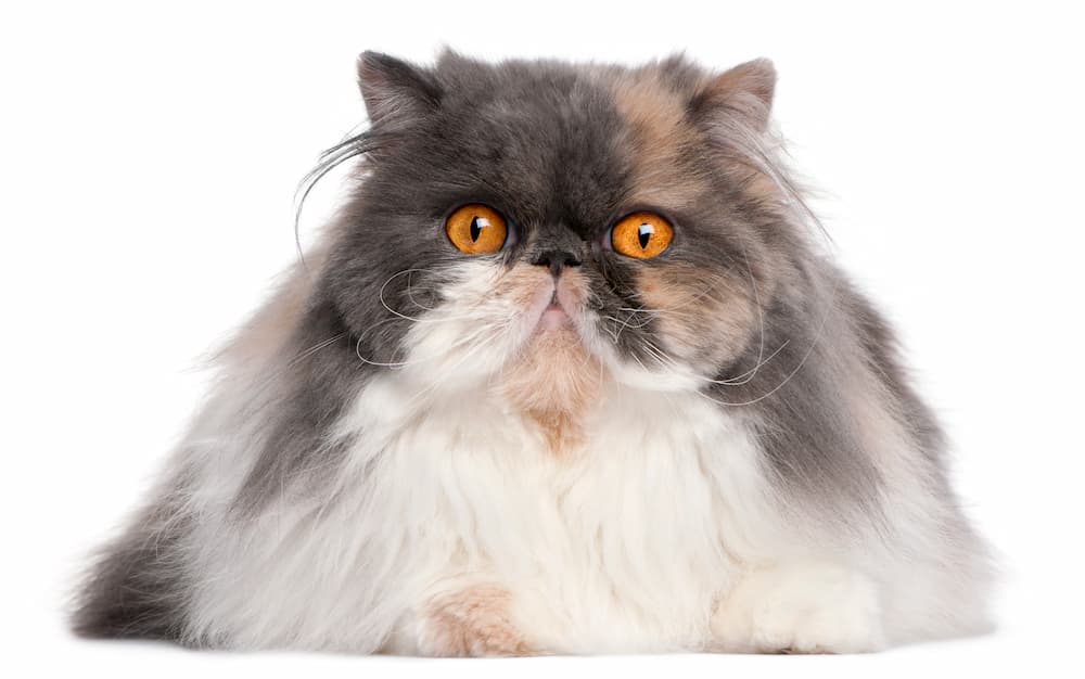 fluffy cat breeds - persian