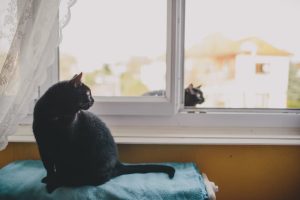 A Cat Lovers Guide: How to Keep a Cat Away From Your House