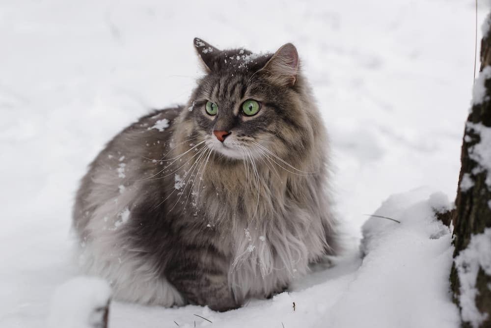 fluffy cat breeds - siberian