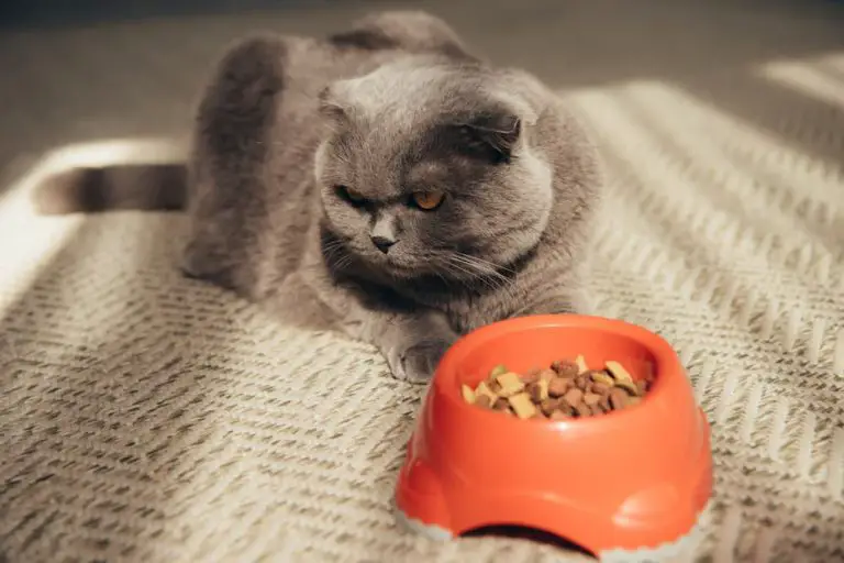 Help! My Cat is Not Eating!