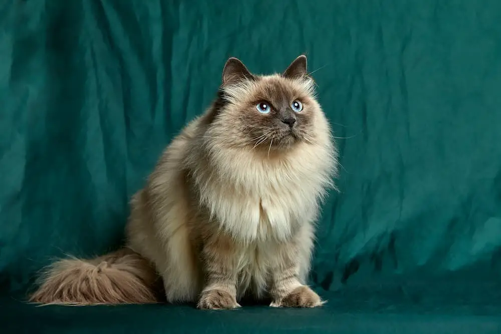 fluffy cat breeds - himalayan