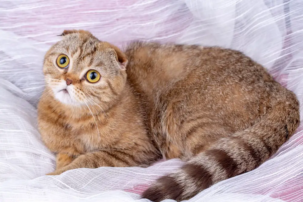 fluffy cat breeds - scottish fold