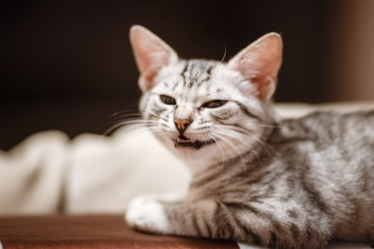 How to Know if Your Cat Has Fleas