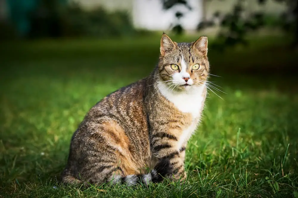 Understanding Ear Tipping in Cats: A Guide for Cat Lovers