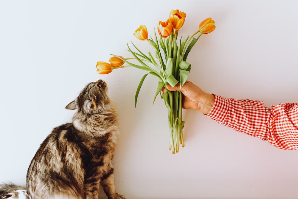 man has a bouquet of flowers for the cat mom in his life this mother's day.