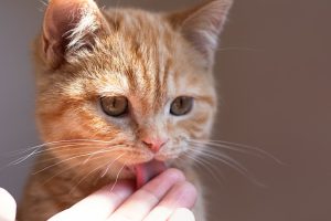 8 Reasons Why Your Cat Licks You (It’s Not Just to Annoy You!)