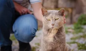 Understanding Ear Tipping in Cats: A Guide for Cat  Lovers