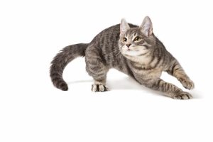 The Zoomies: Why Do Cats Get the Sudden Urge to Run Like Crazy?