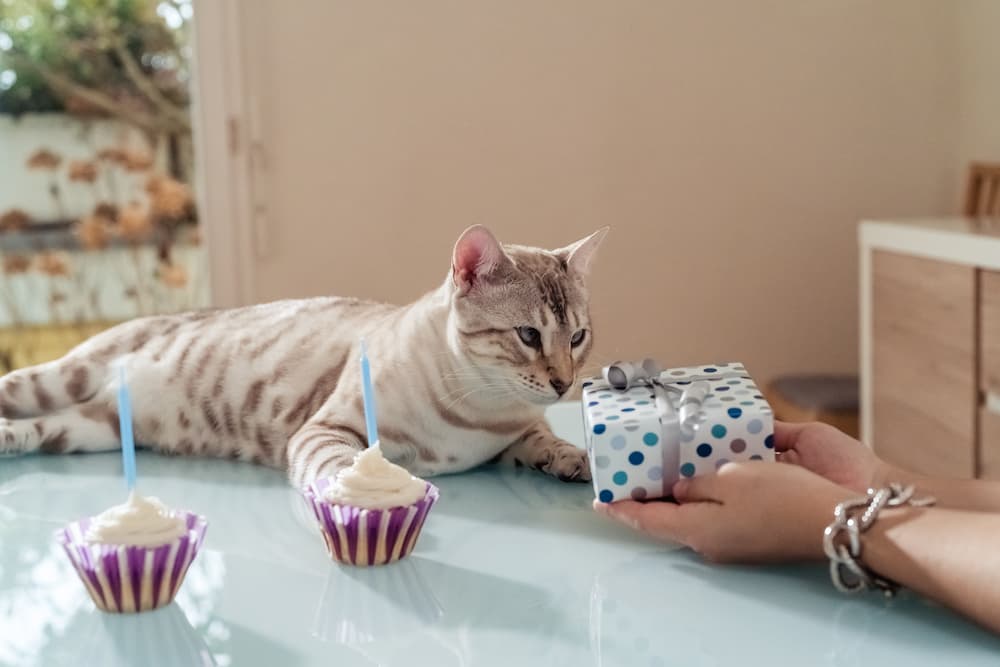 Make Your Cat's Birthday Unforgettable